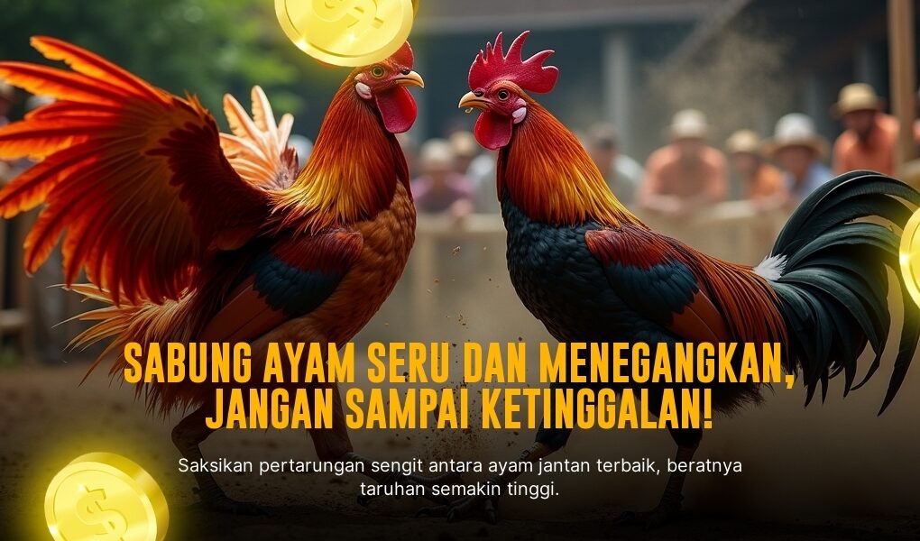 Mengenal Ayam Bangkok: Raja di Arena Sabung Ayam SV388